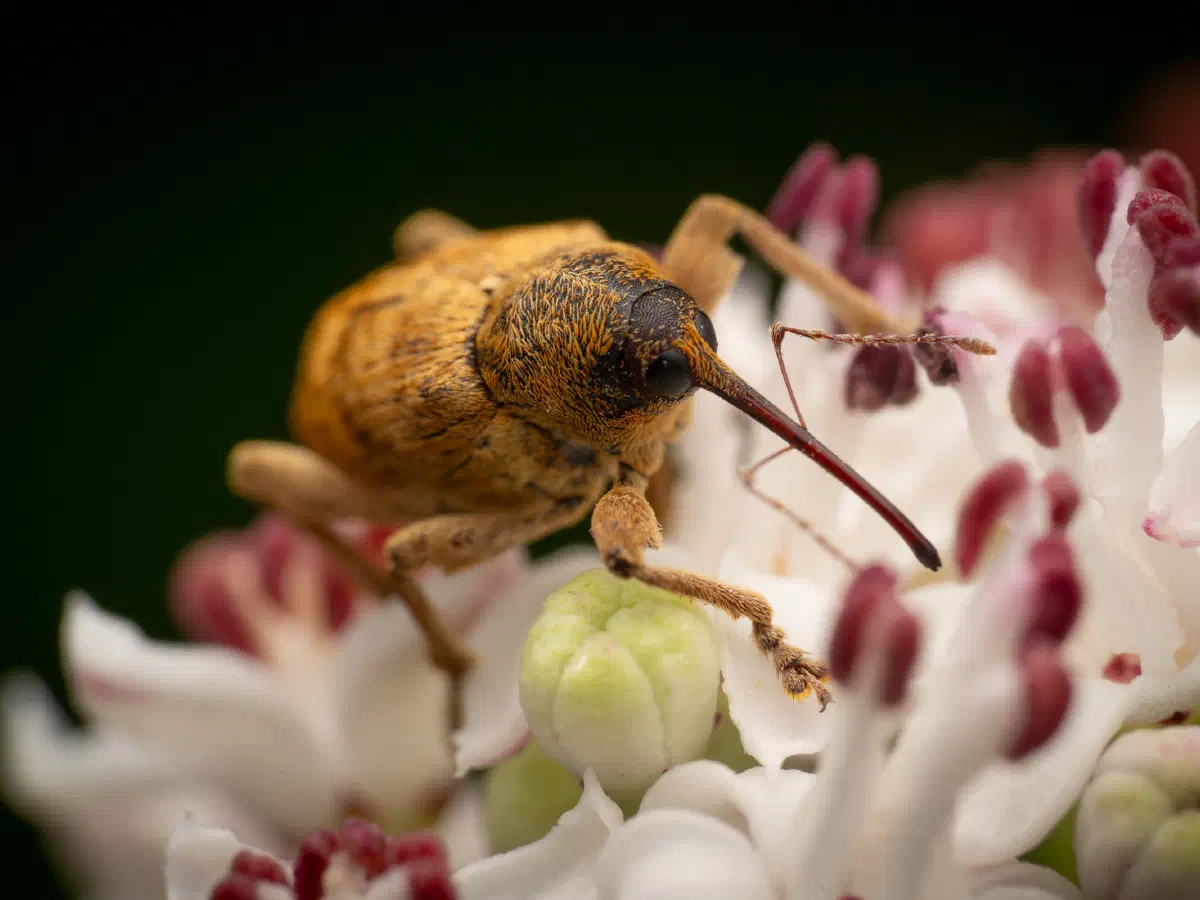 acorn weevil