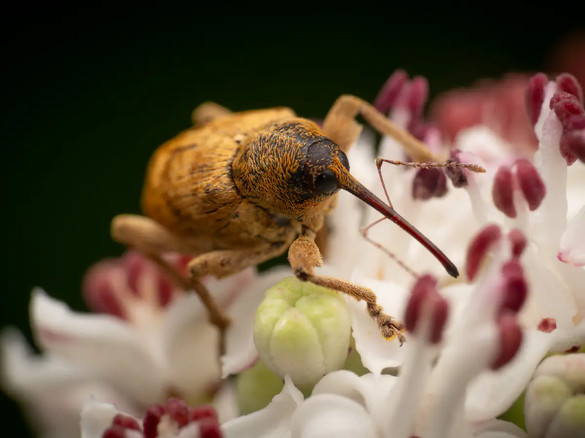acorn weevil