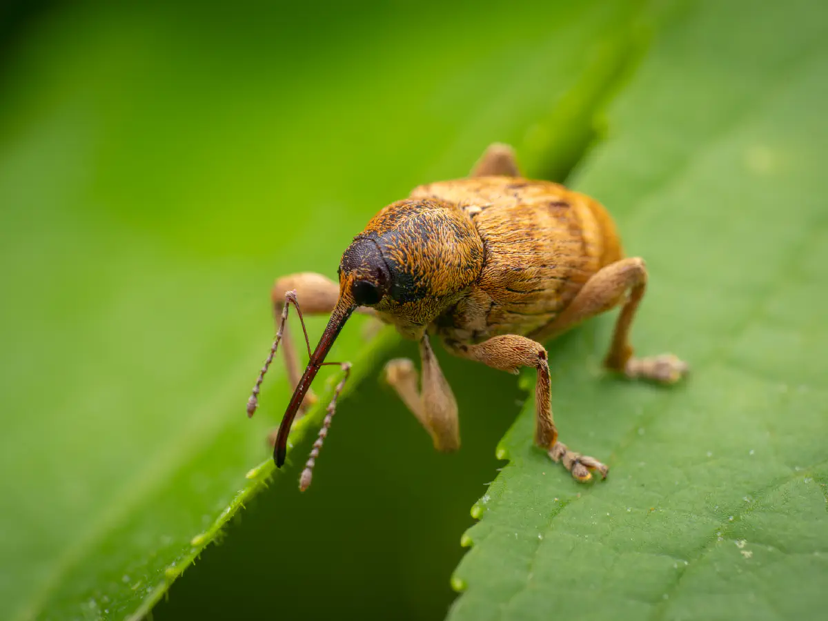 acorn weevil