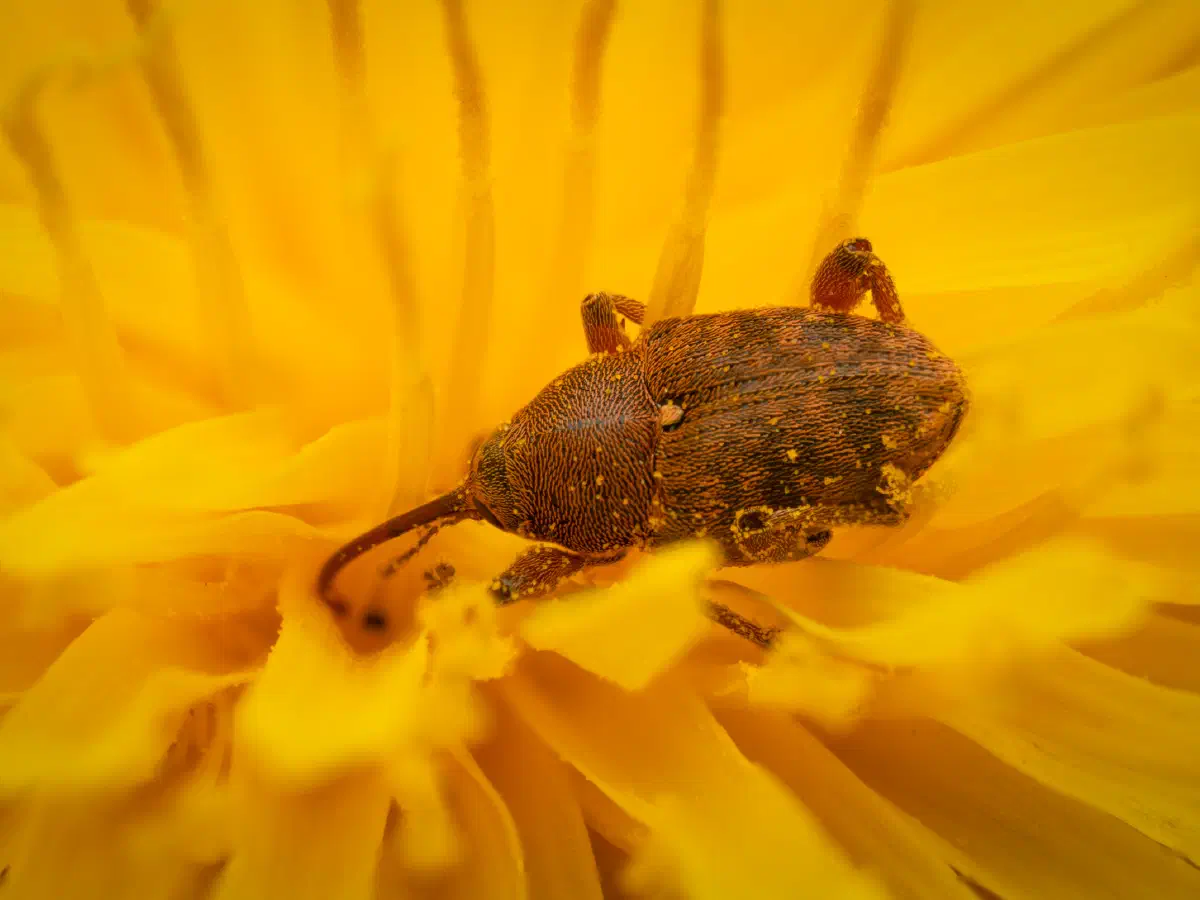 acorn weevil