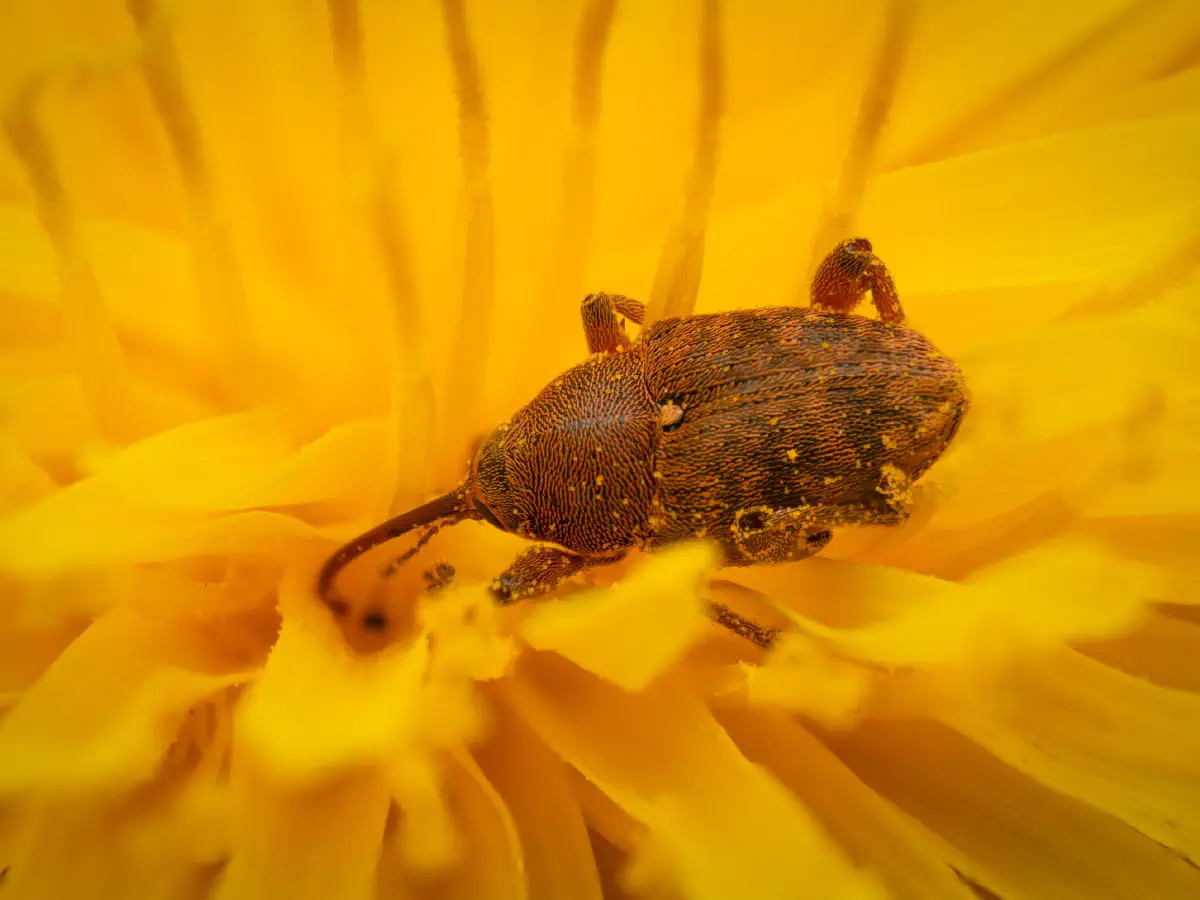 acorn weevil