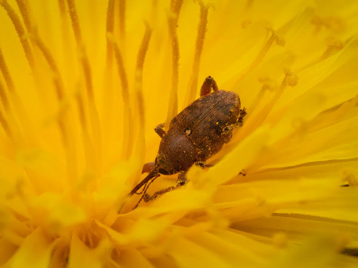 acorn weevil