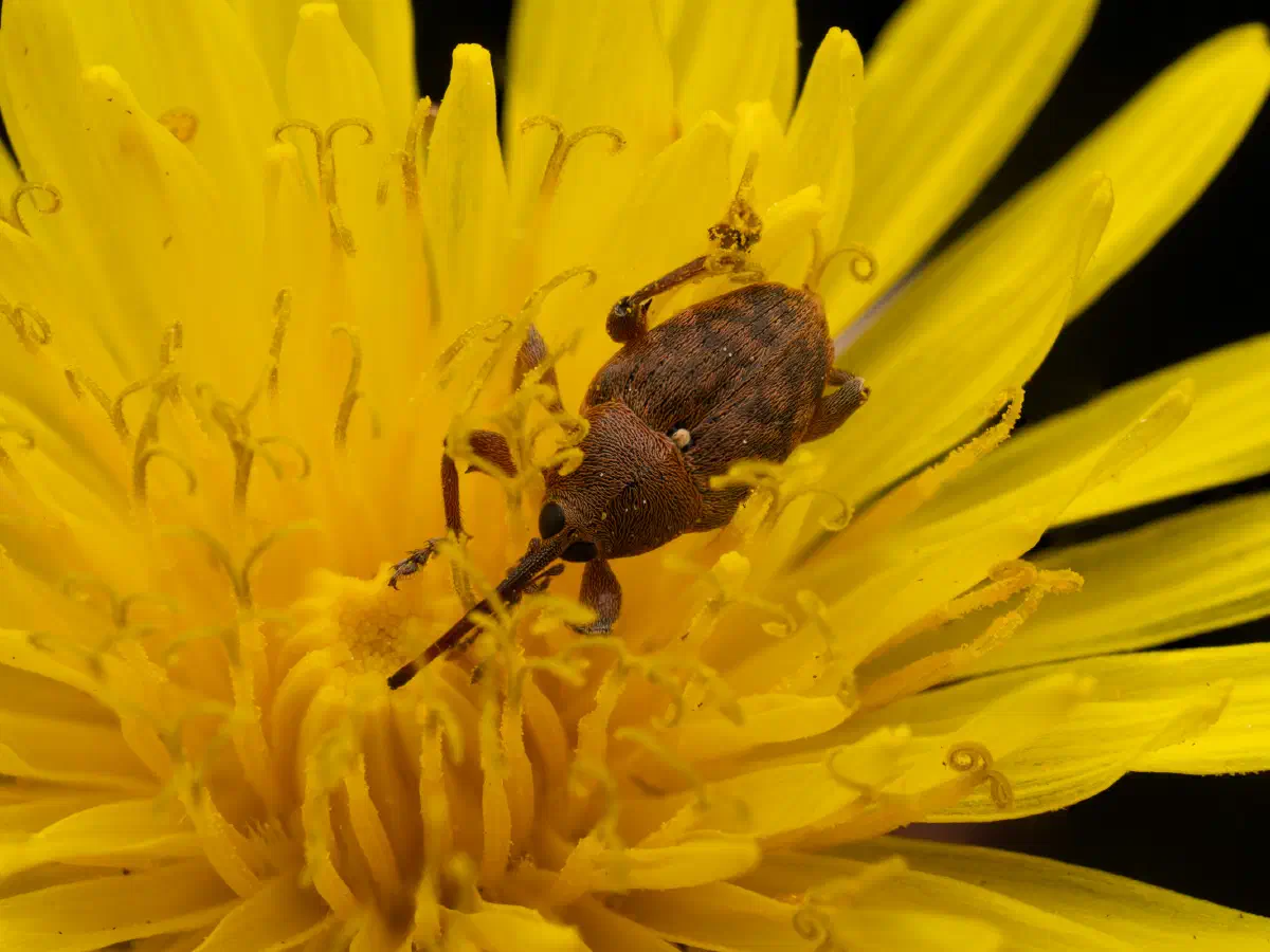 acorn weevil