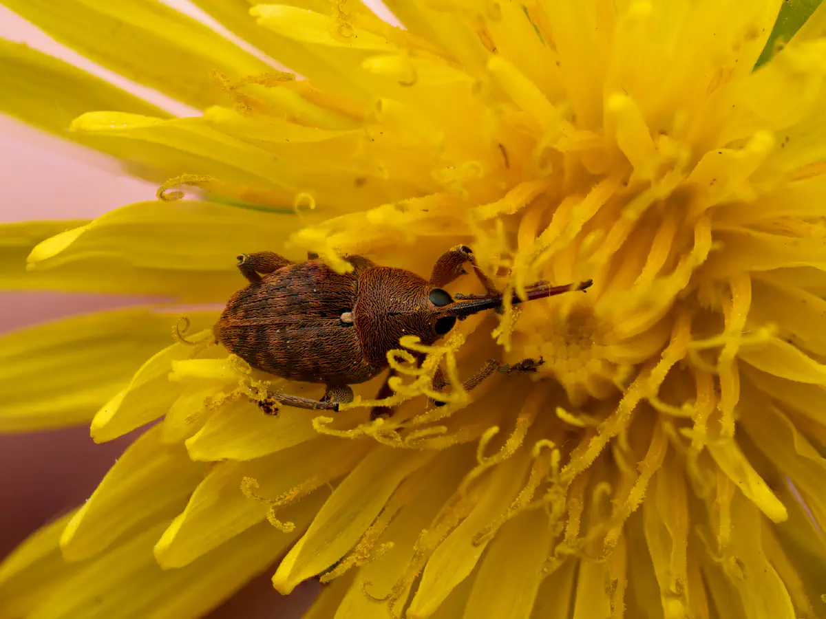 acorn weevil