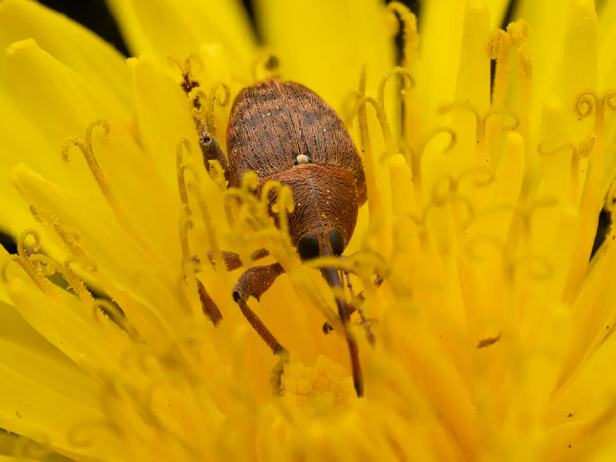 acorn weevil
