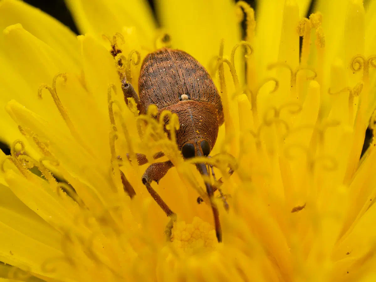 acorn weevil