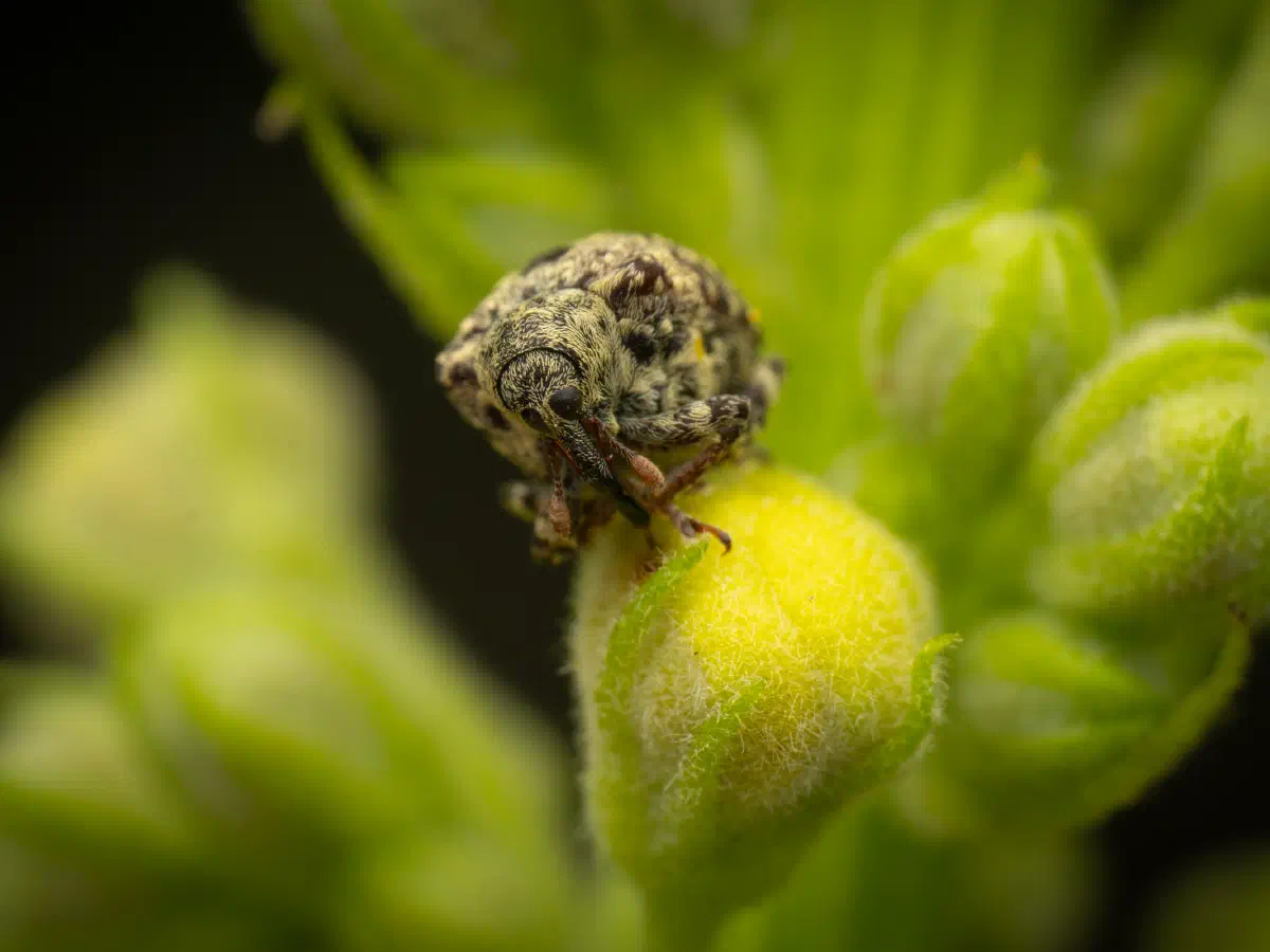 Charançon gris de la scrophulaire
