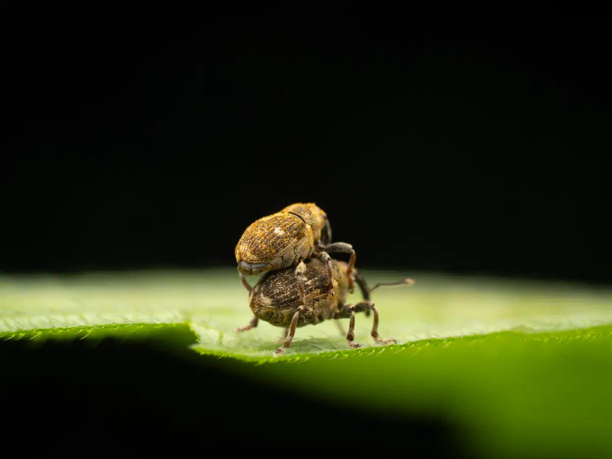 Small Nettle Weevil