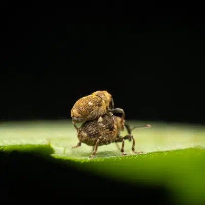 Gefleckter Brennnesselrüssler