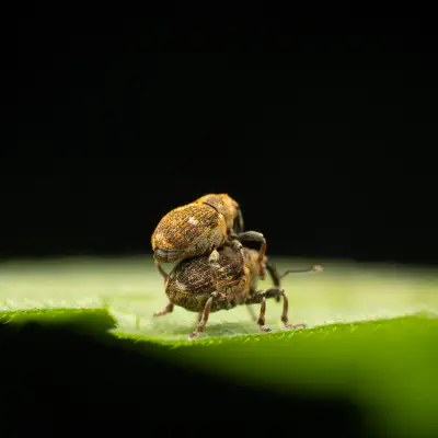 Gefleckter Brennnesselrüssler