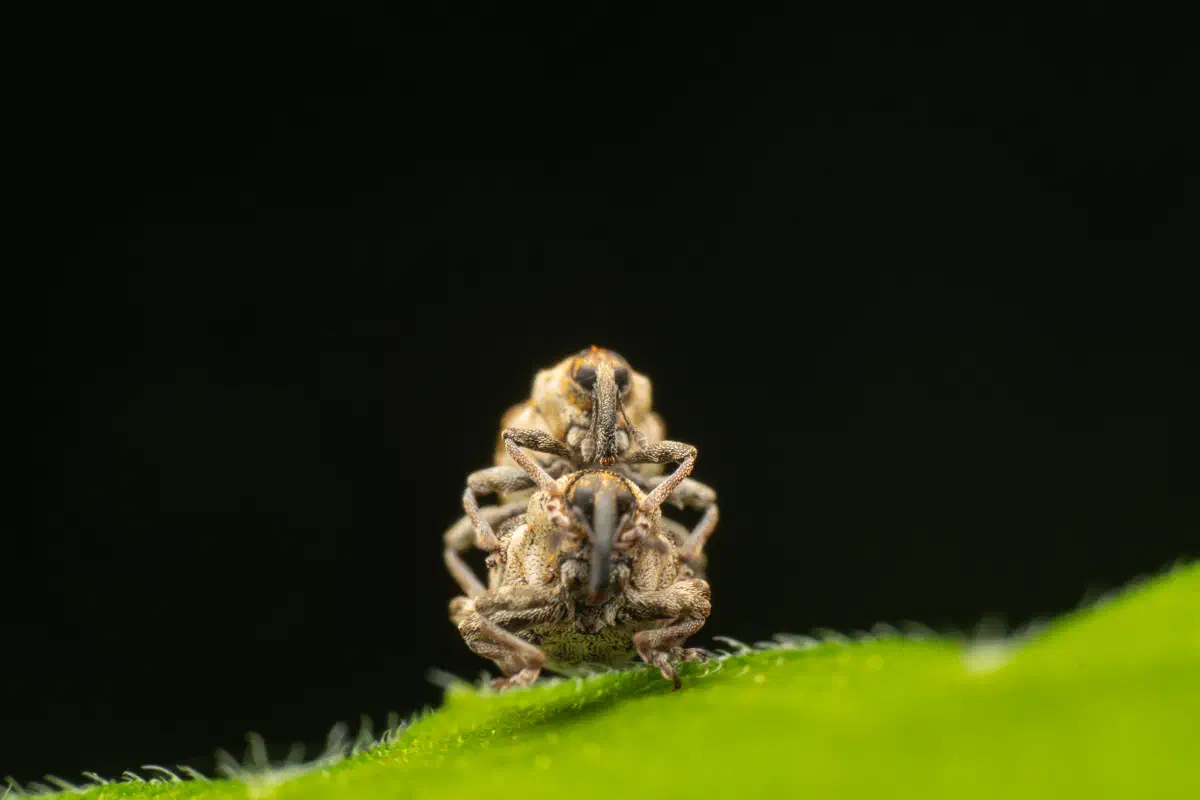 Gefleckter Brennnesselrüssler