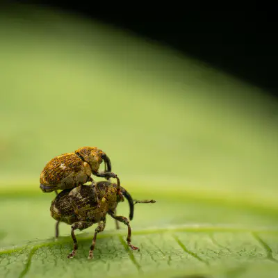 Gefleckter Brennnesselrüssler
