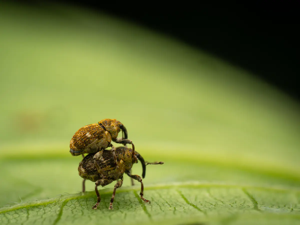 Gefleckter Brennnesselrüssler