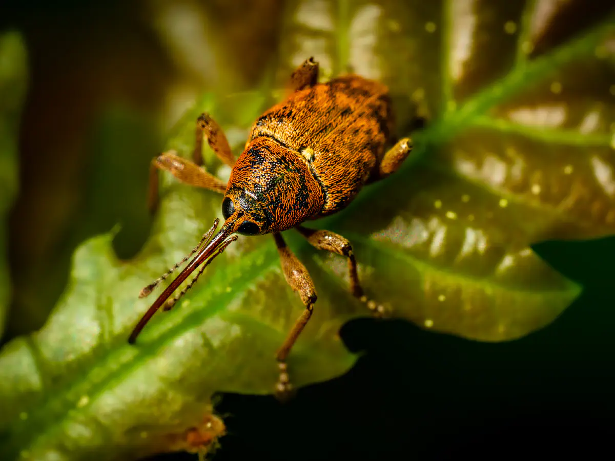 Nut Weevil
