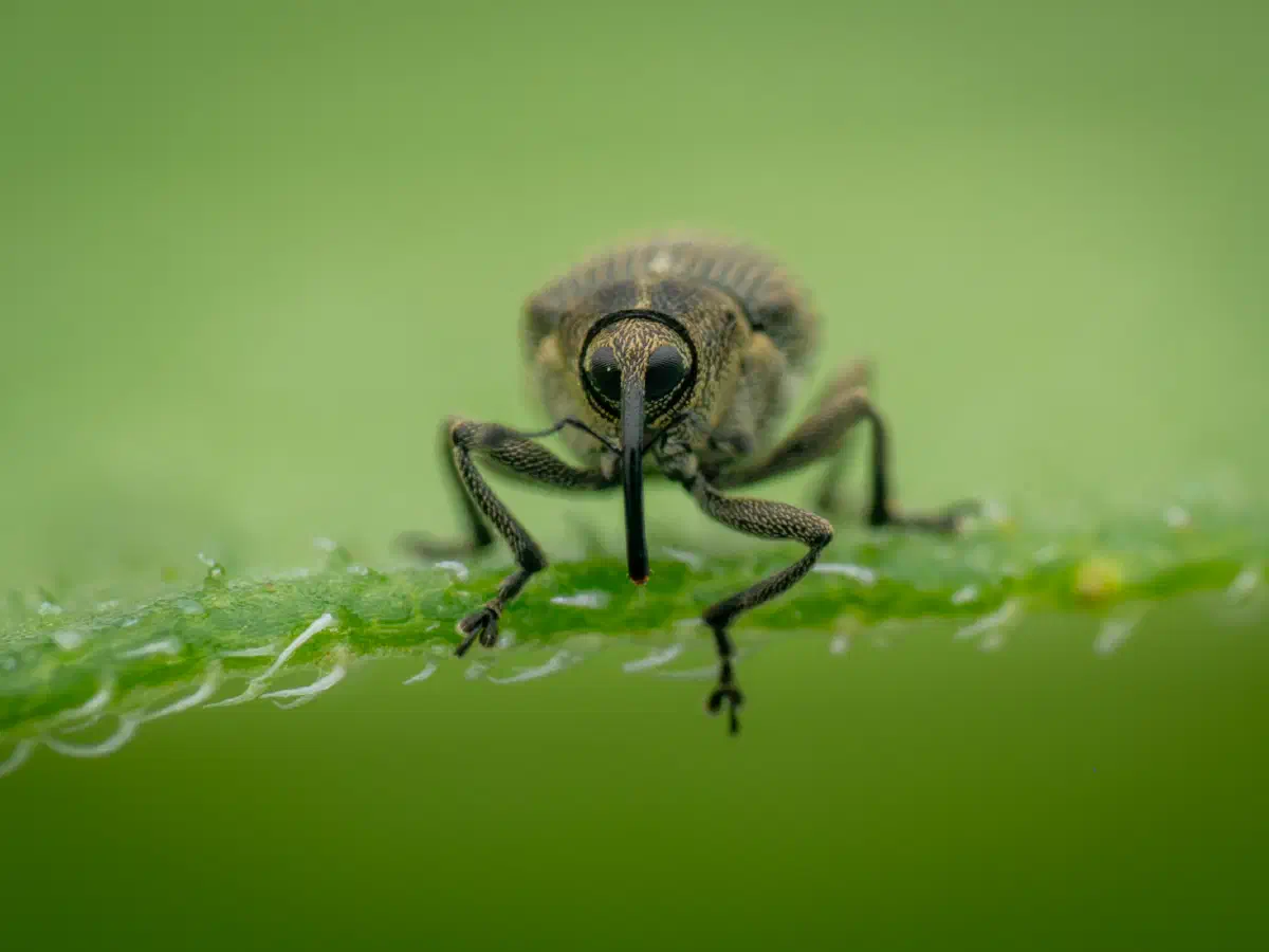 Charançon des siliques du colza