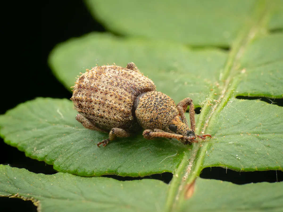 Otiorhynchus carinatopunctatus