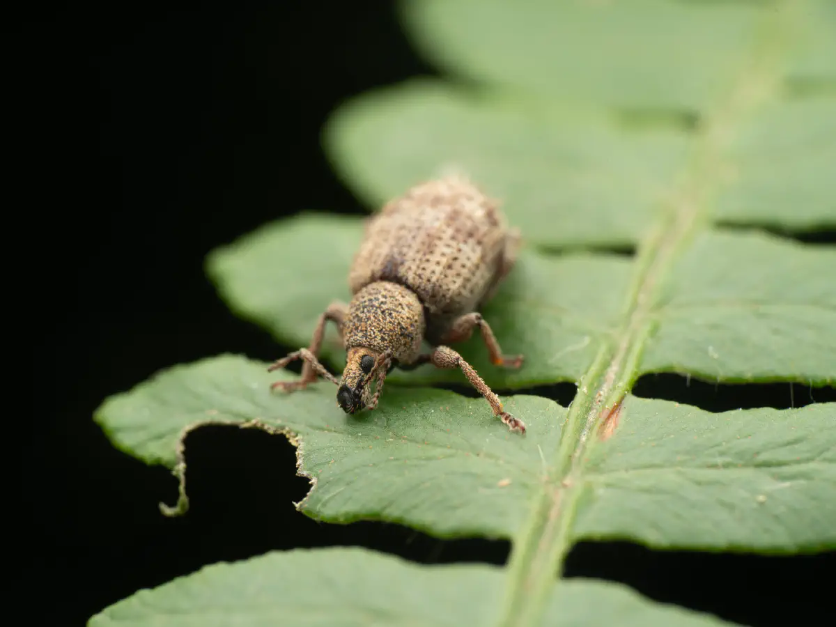 Otiorhynchus carinatopunctatus