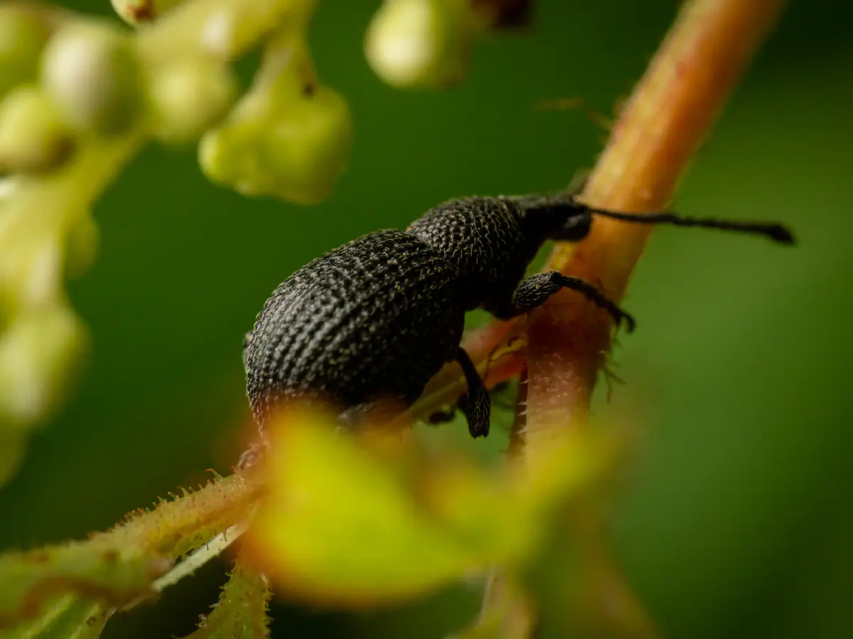 Schwarzgekörnter Dickmaulrüssler