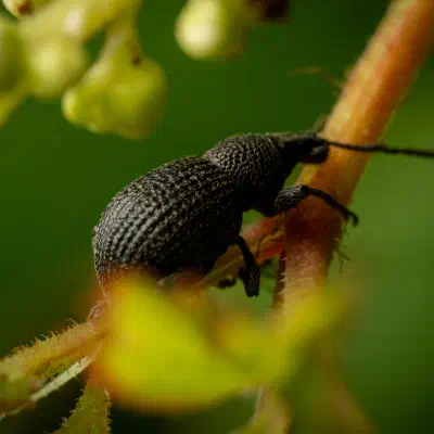 Schwarzgekörnter Dickmaulrüssler