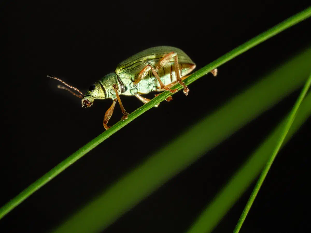 Green Immigrant Leaf Weevil