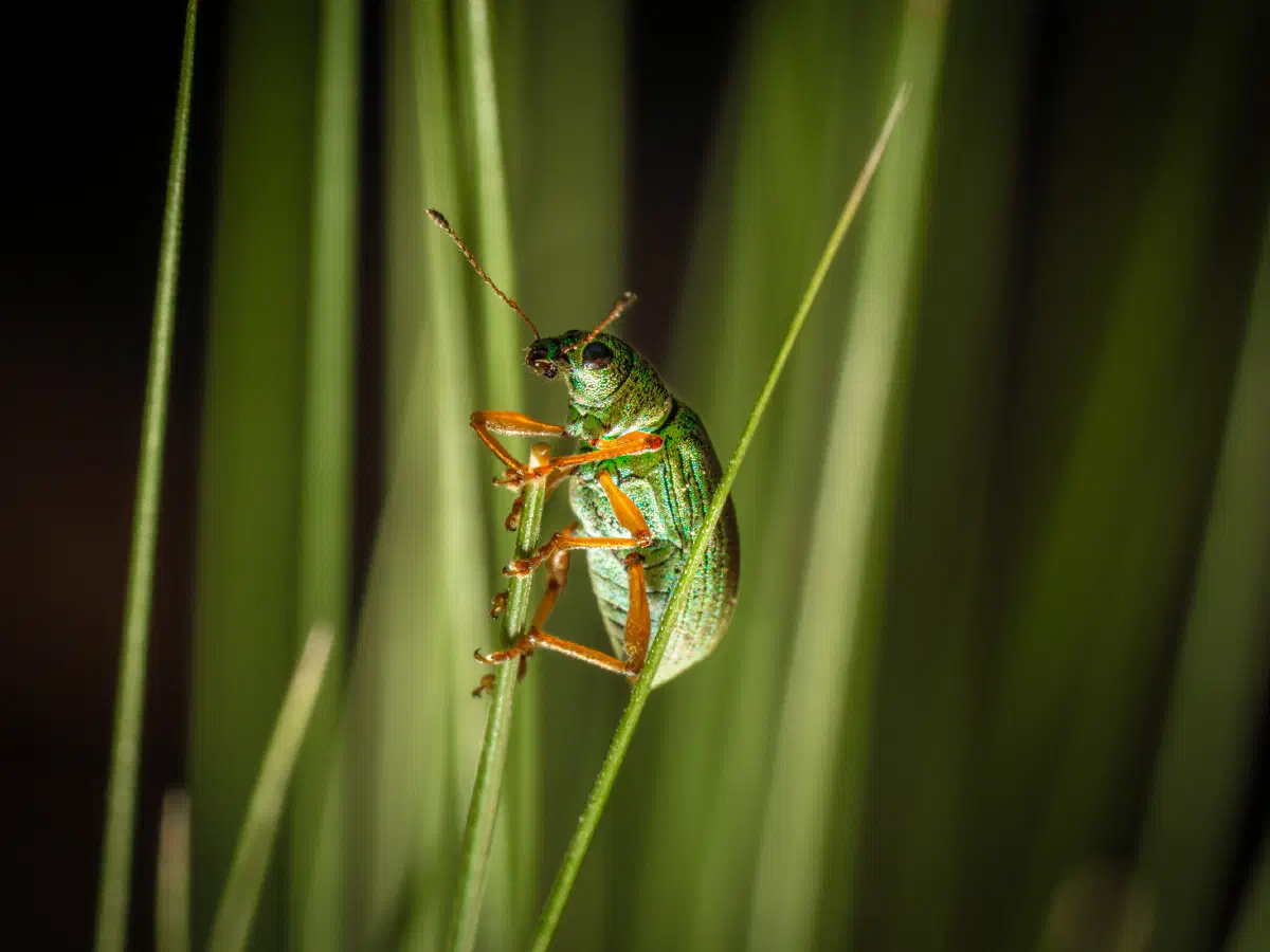 Green Immigrant Leaf Weevil