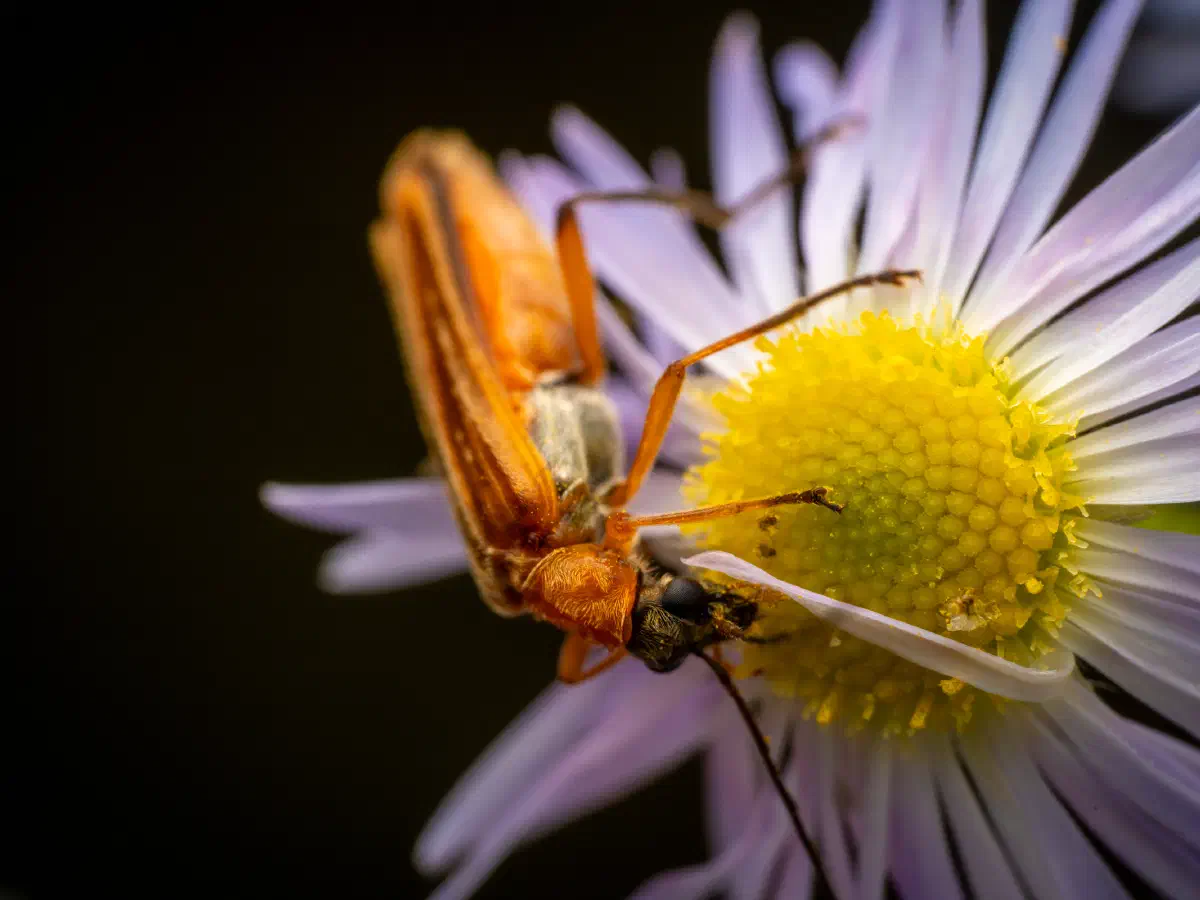 Echter Schenkelkäfer