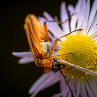 Echter Schenkelkäfer