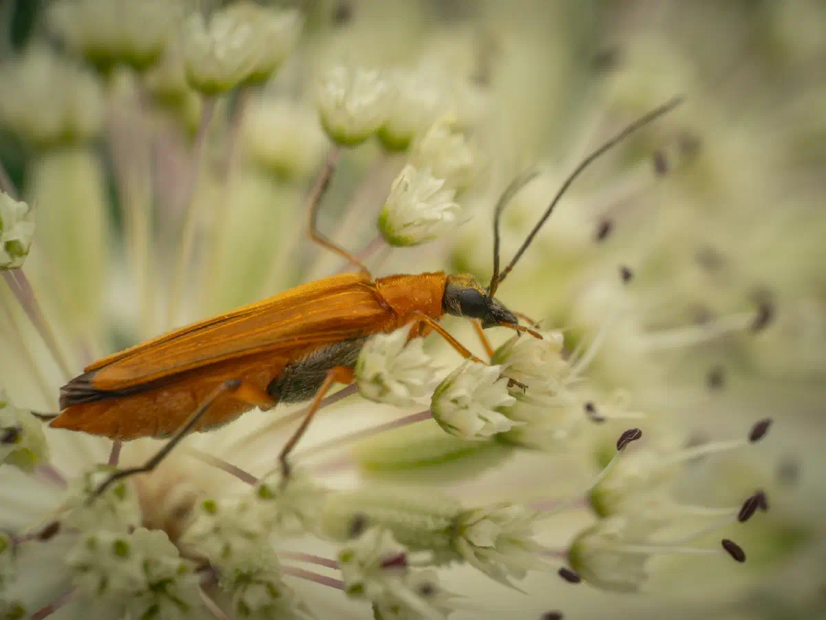 Echter Schenkelkäfer