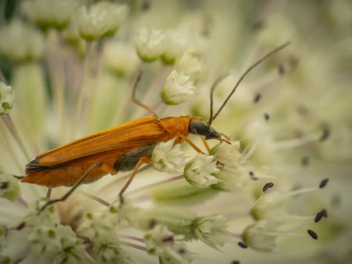 Echter Schenkelkäfer