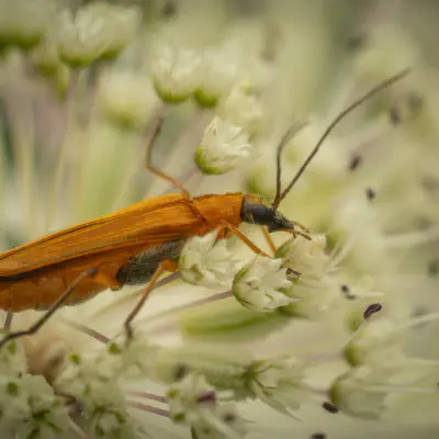 Echter Schenkelkäfer