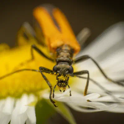 Echter Schenkelkäfer