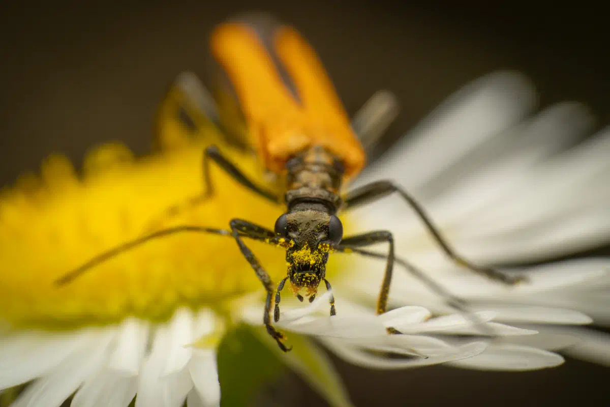 Oedemera podagrariae