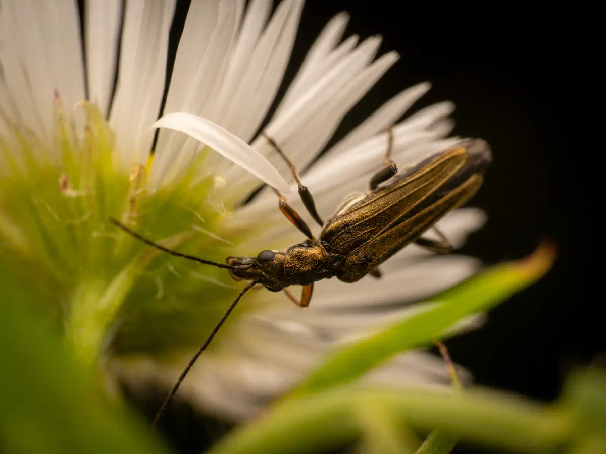 Gelbbeiniger Scheinbockkäfer