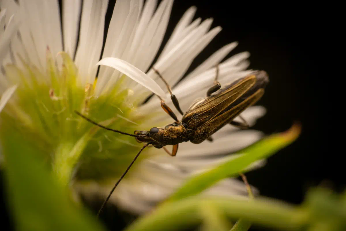 Oedemera flavipes