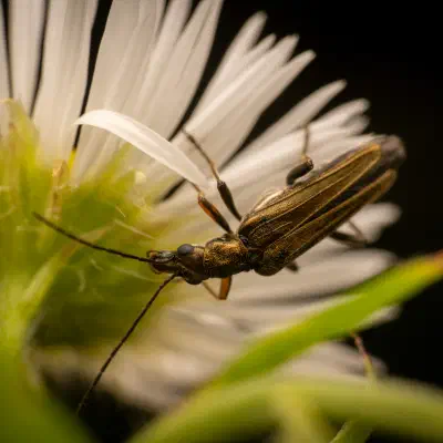 Gelbbeiniger Scheinbockkäfer