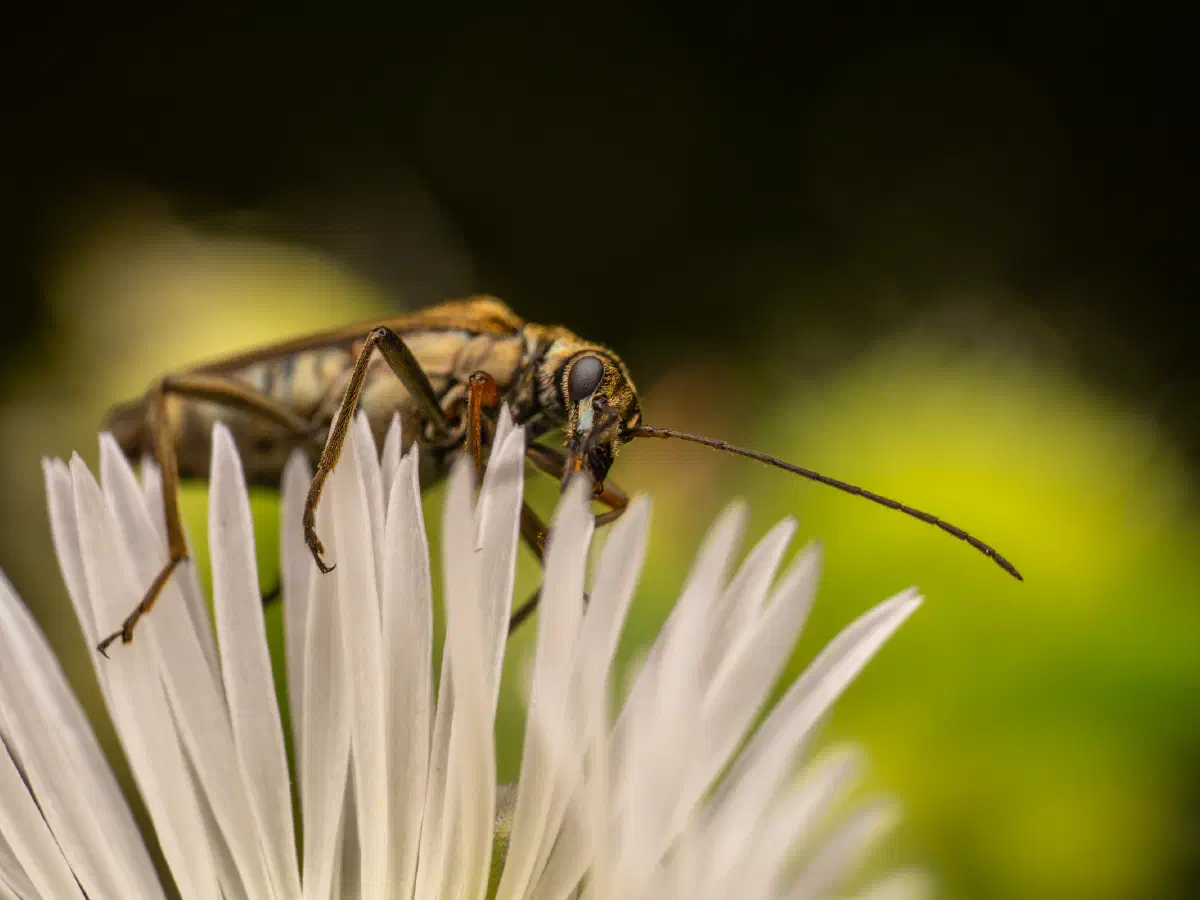 Gelbbeiniger Scheinbockkäfer