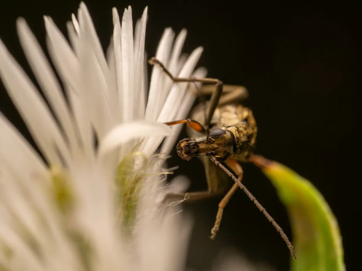 Gelbbeiniger Scheinbockkäfer