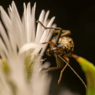 Gelbbeiniger Scheinbockkäfer