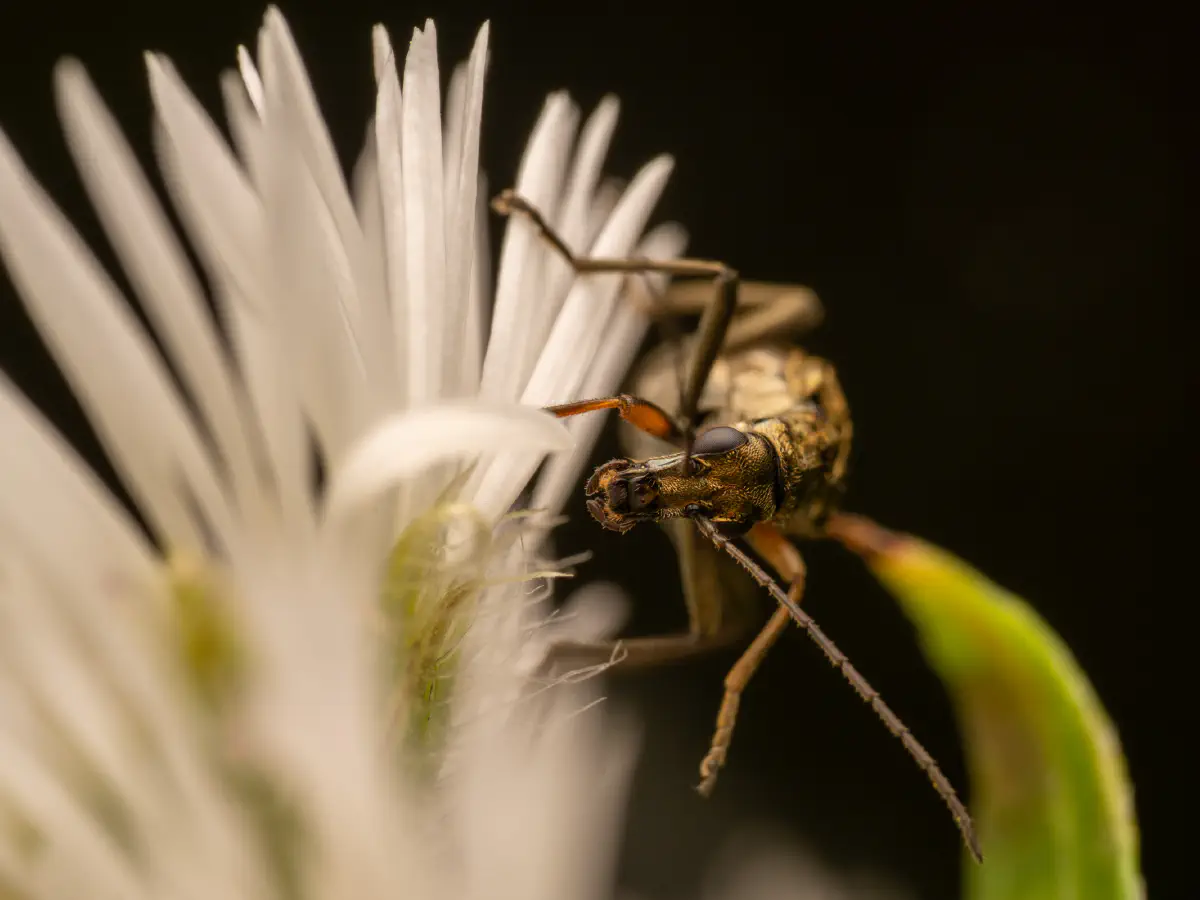 Gelbbeiniger Scheinbockkäfer