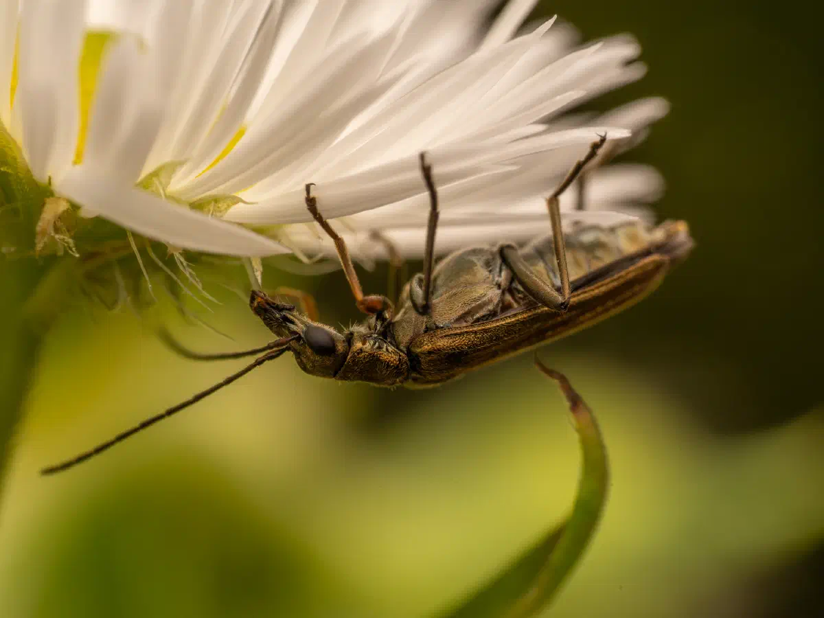 Gelbbeiniger Scheinbockkäfer