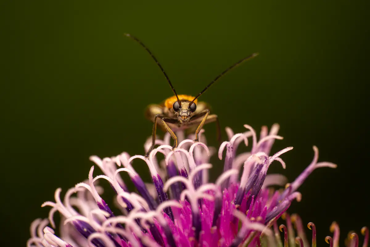 Gemeiner Schenkelkäfer