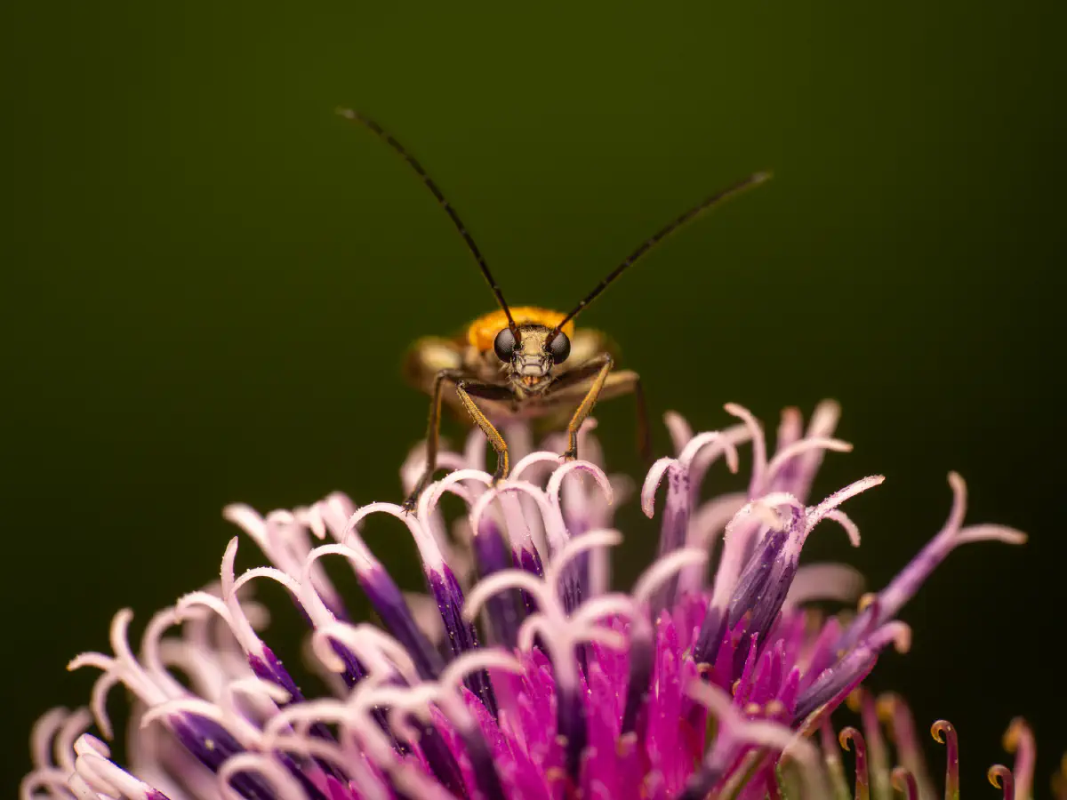 Gemeiner Schenkelkäfer