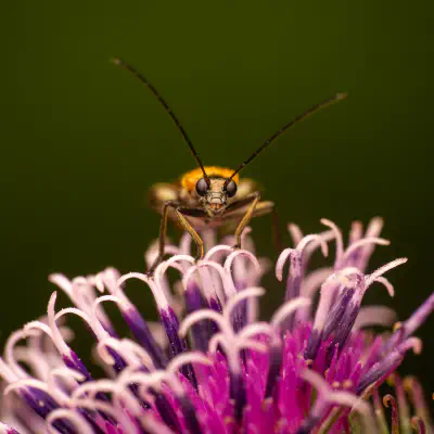Gemeiner Schenkelkäfer