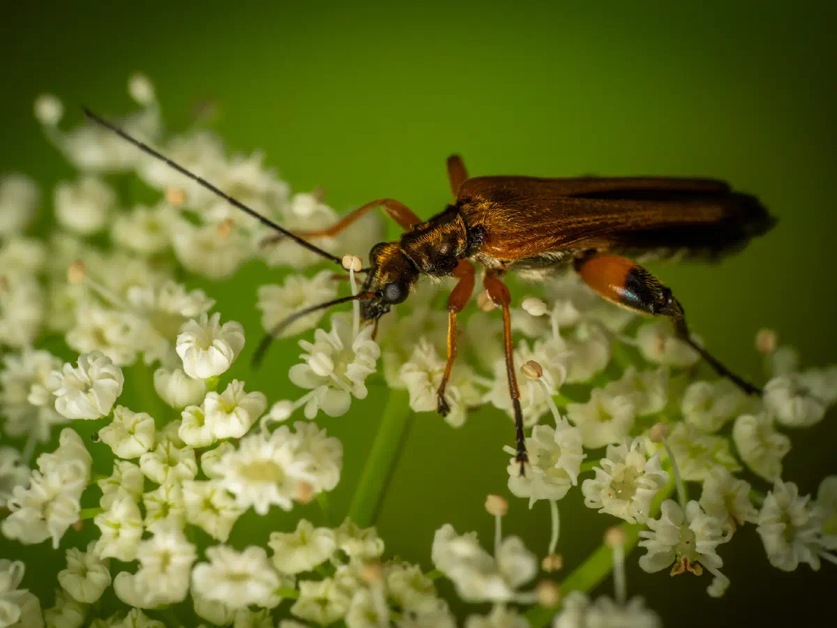 Gemeiner Schenkelkäfer