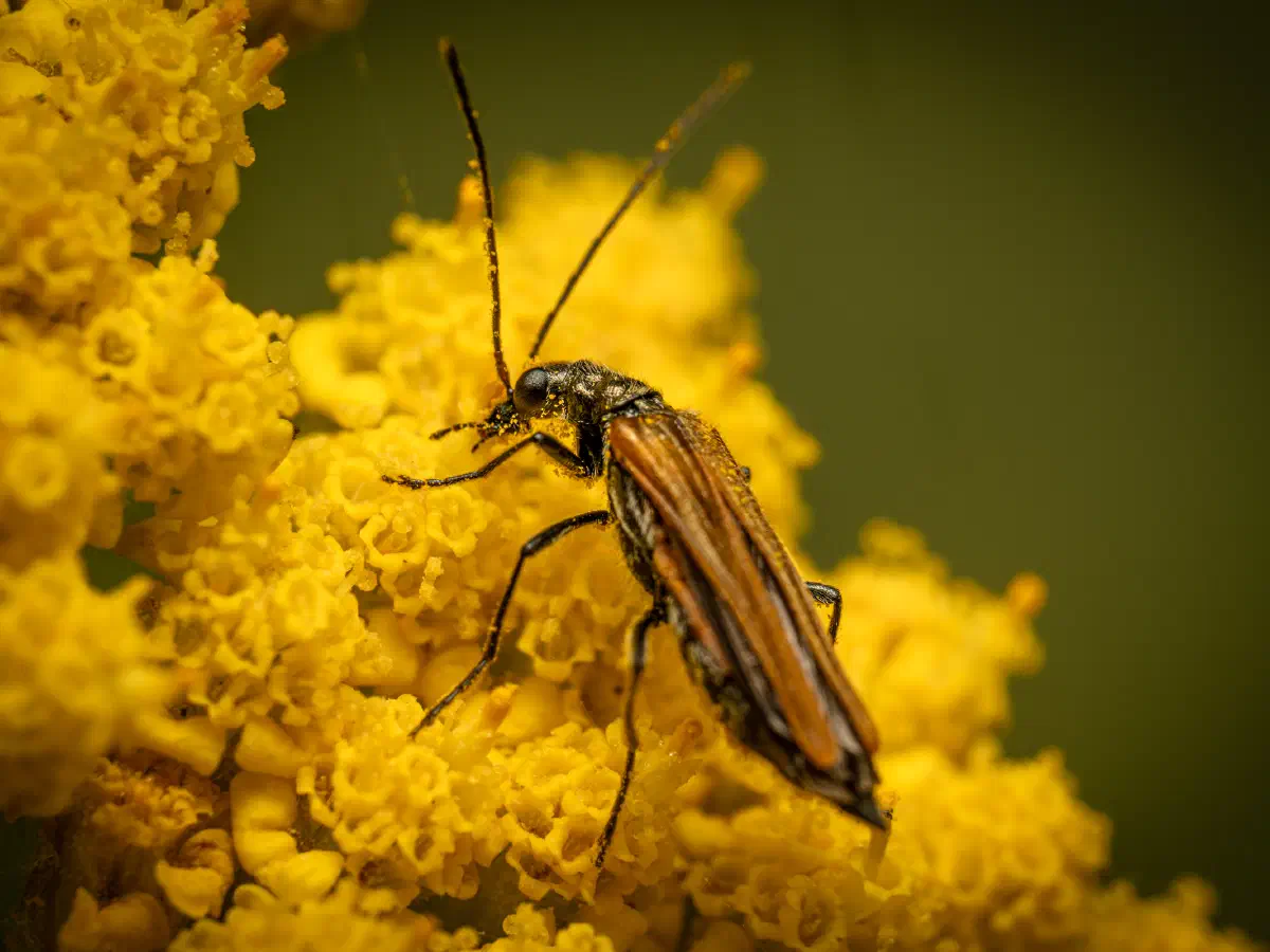 Gemeiner Schenkelkäfer