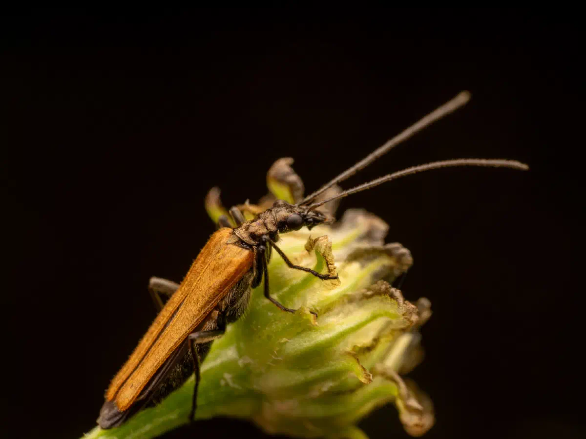 Gemeiner Schenkelkäfer