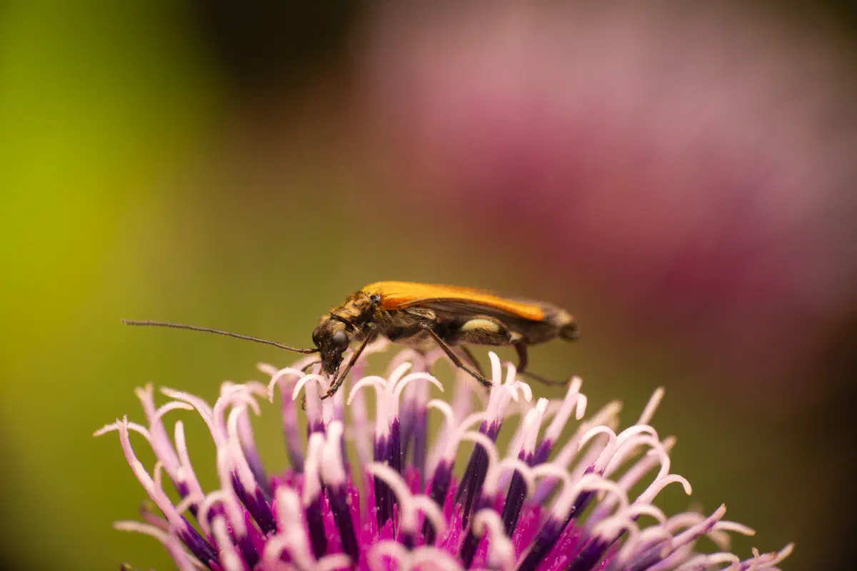 Gemeiner Schenkelkäfer