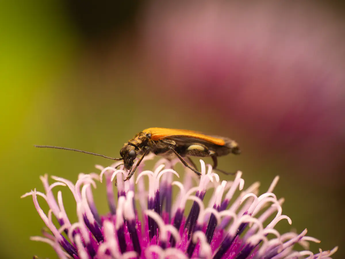 Gemeiner Schenkelkäfer