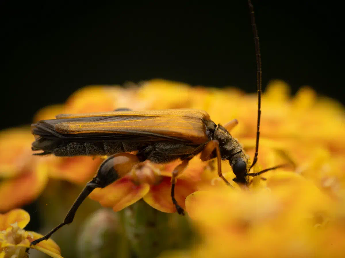 Gemeiner Schenkelkäfer
