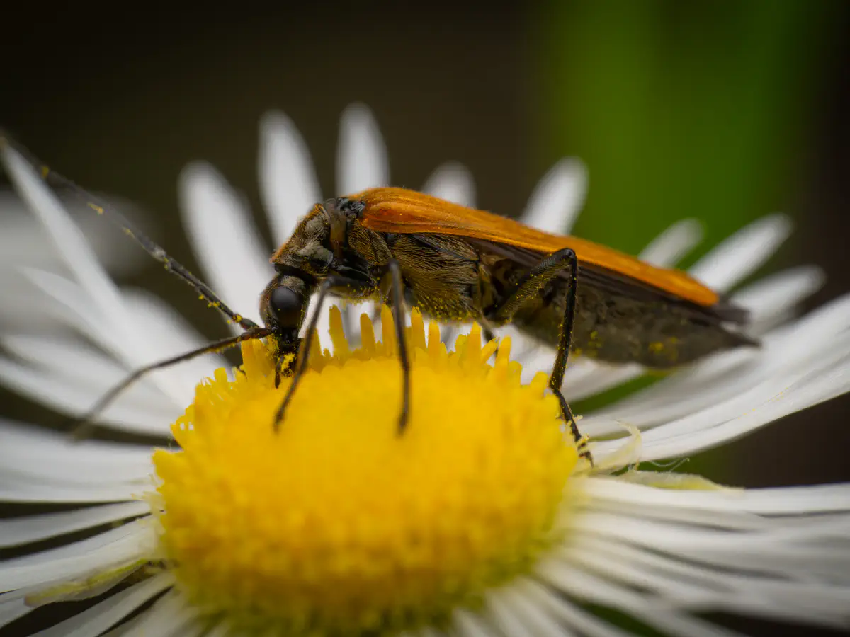 Gemeiner Schenkelkäfer